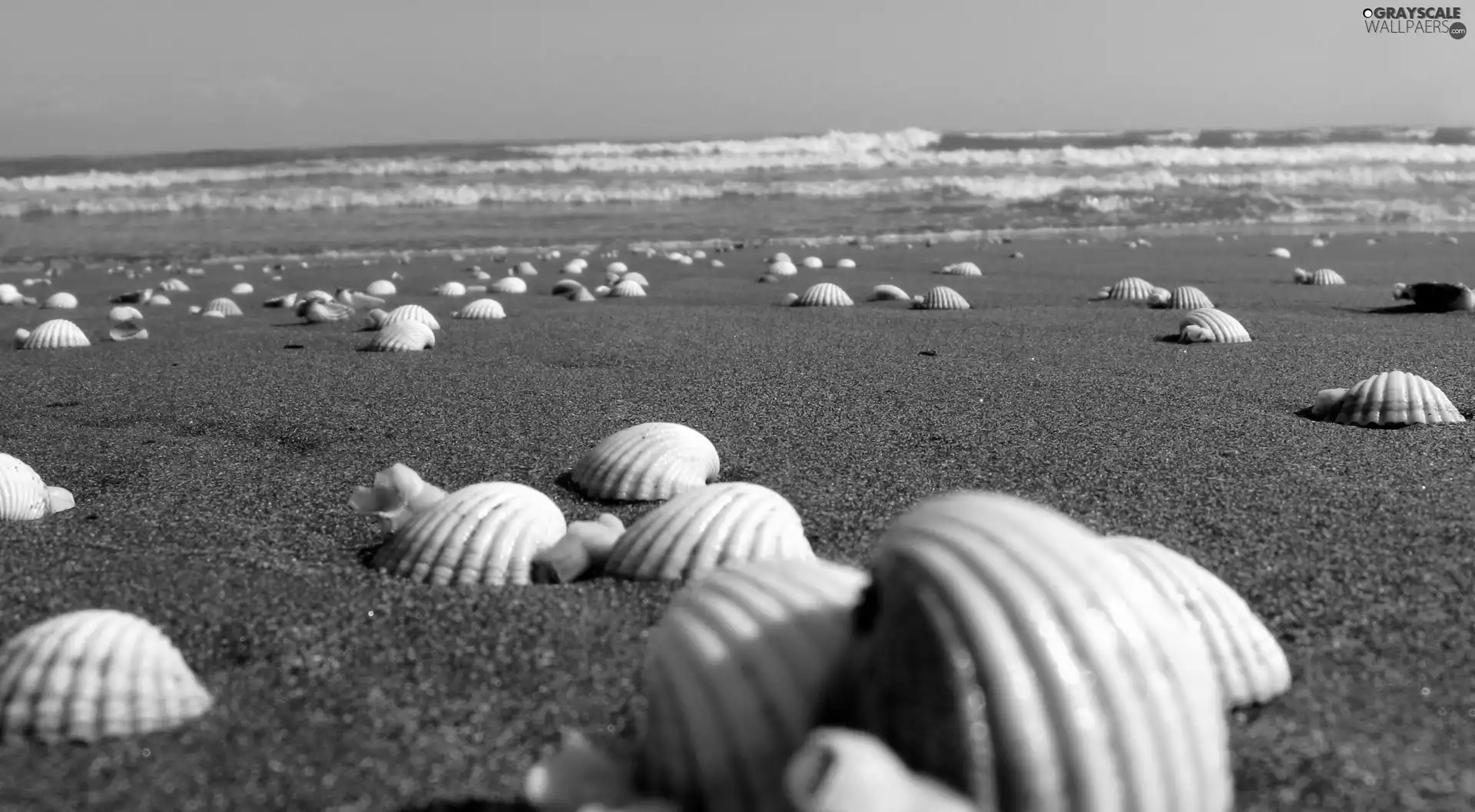 Beaches, Shells