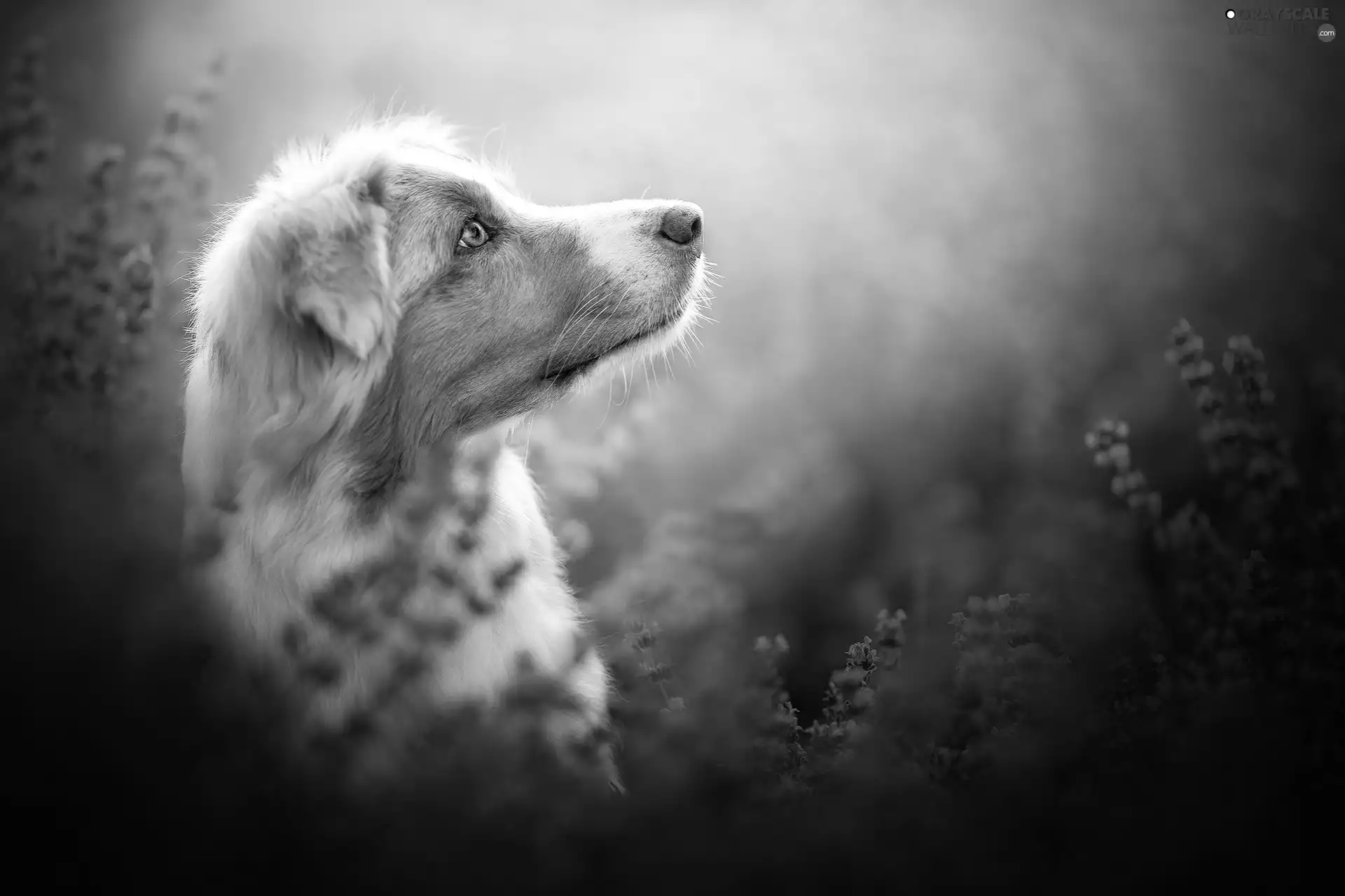 profile, dog, Australian Shepherd