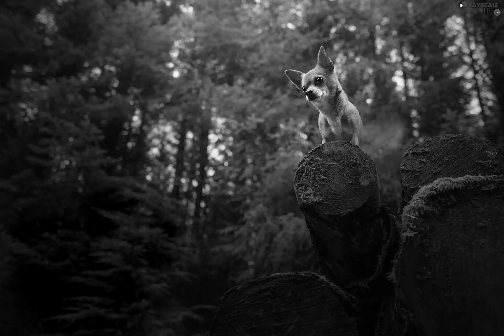 dog, Wood, forest, Short-haired Chihuahua