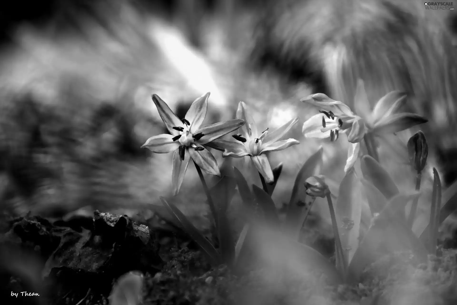 Siberian squill, Flowers