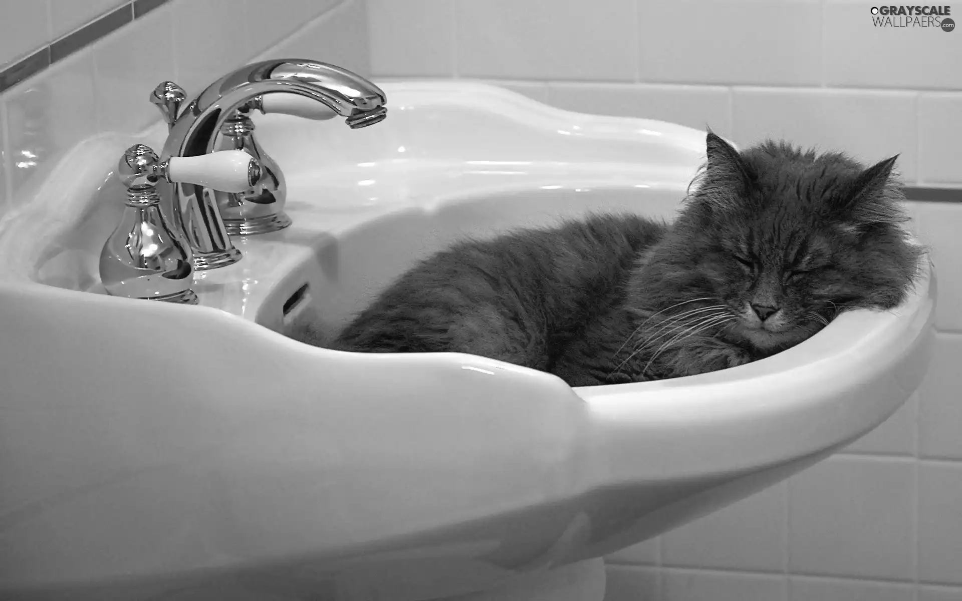 cat, sleepyhead, sink, dream