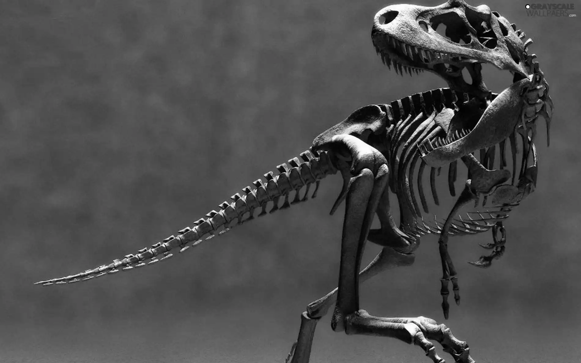 dinosaur, skeleton