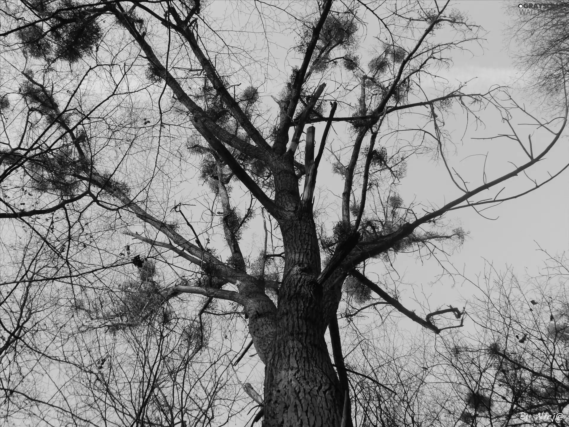 trees, mistletoe, Sky, branch pics