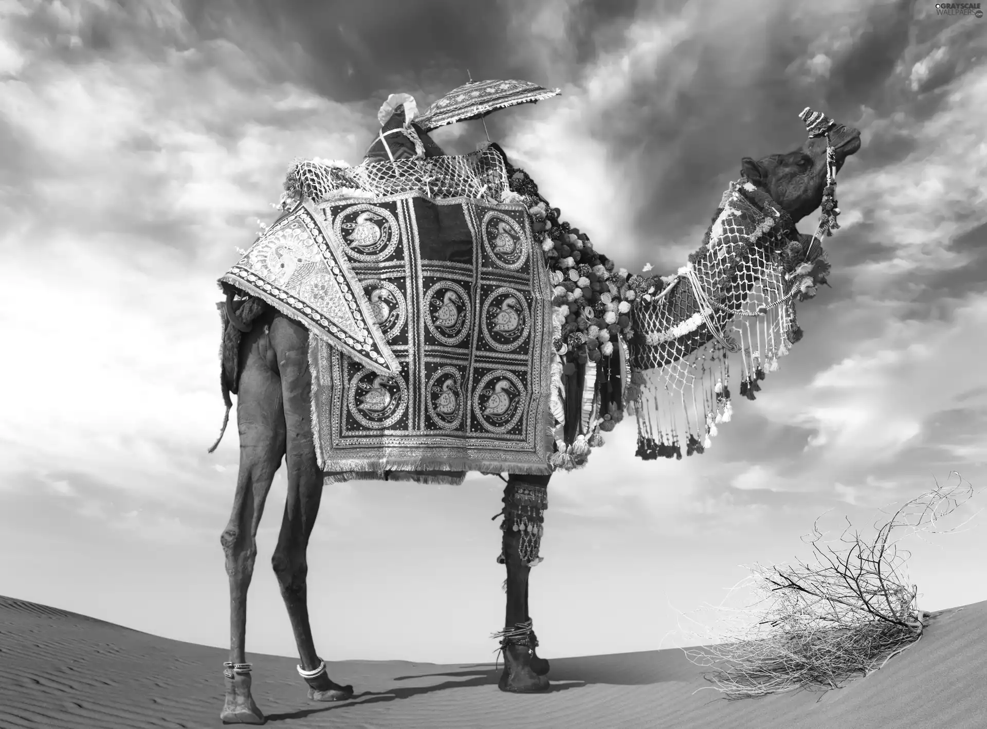 Sky, Camel, Desert