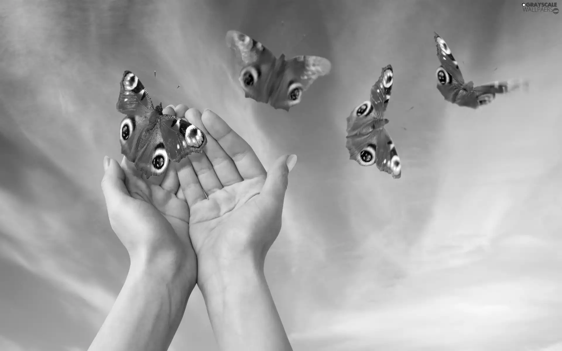butterflies, hands, Sky, Peacock