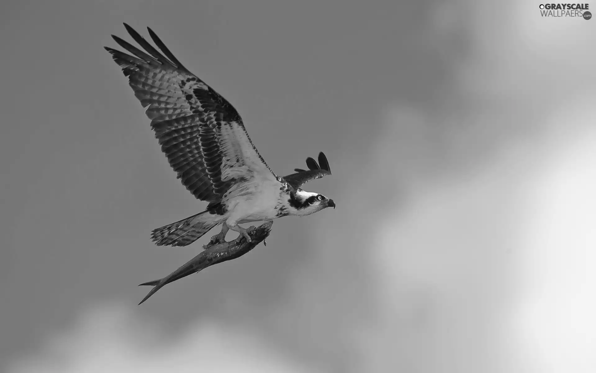 osprey, fish, Sky, flight