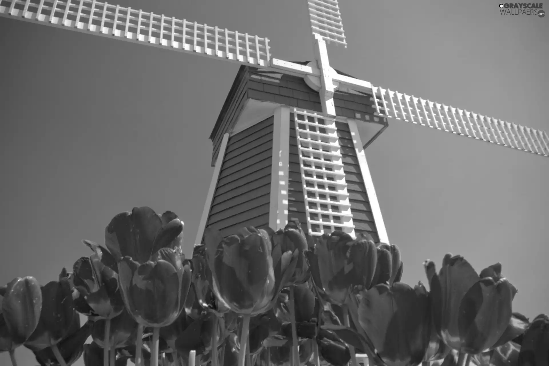 Sky, Windmill, Tulips