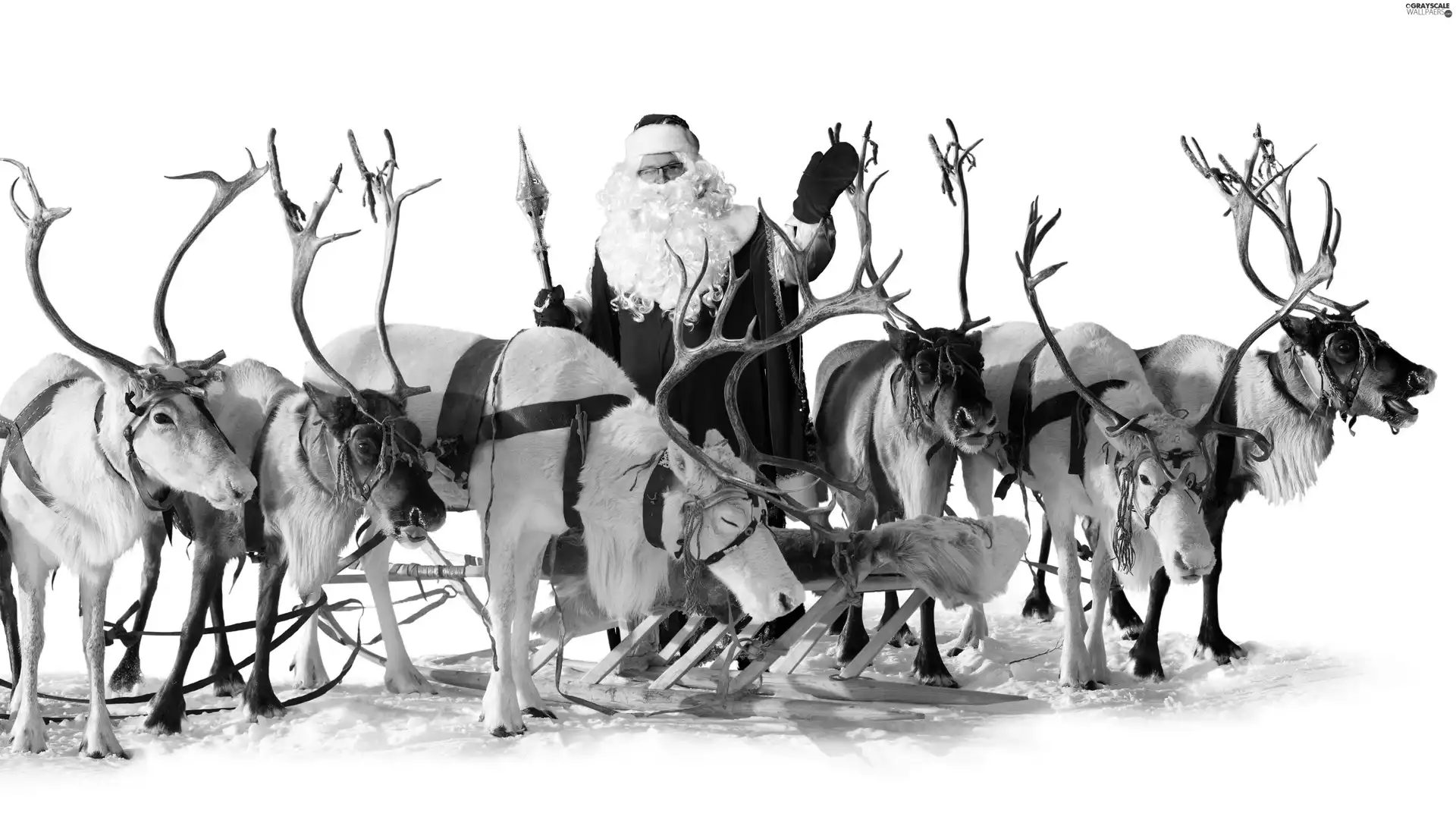 sleigh, Santa, reindeer