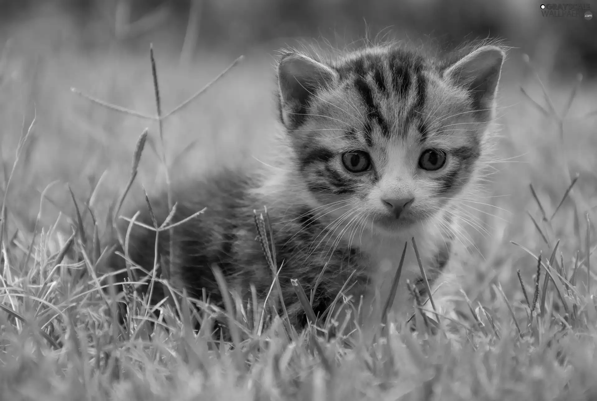 cat, kitten, grass, small
