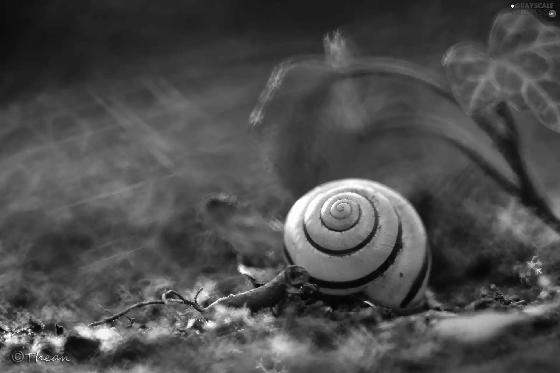 shell, snail