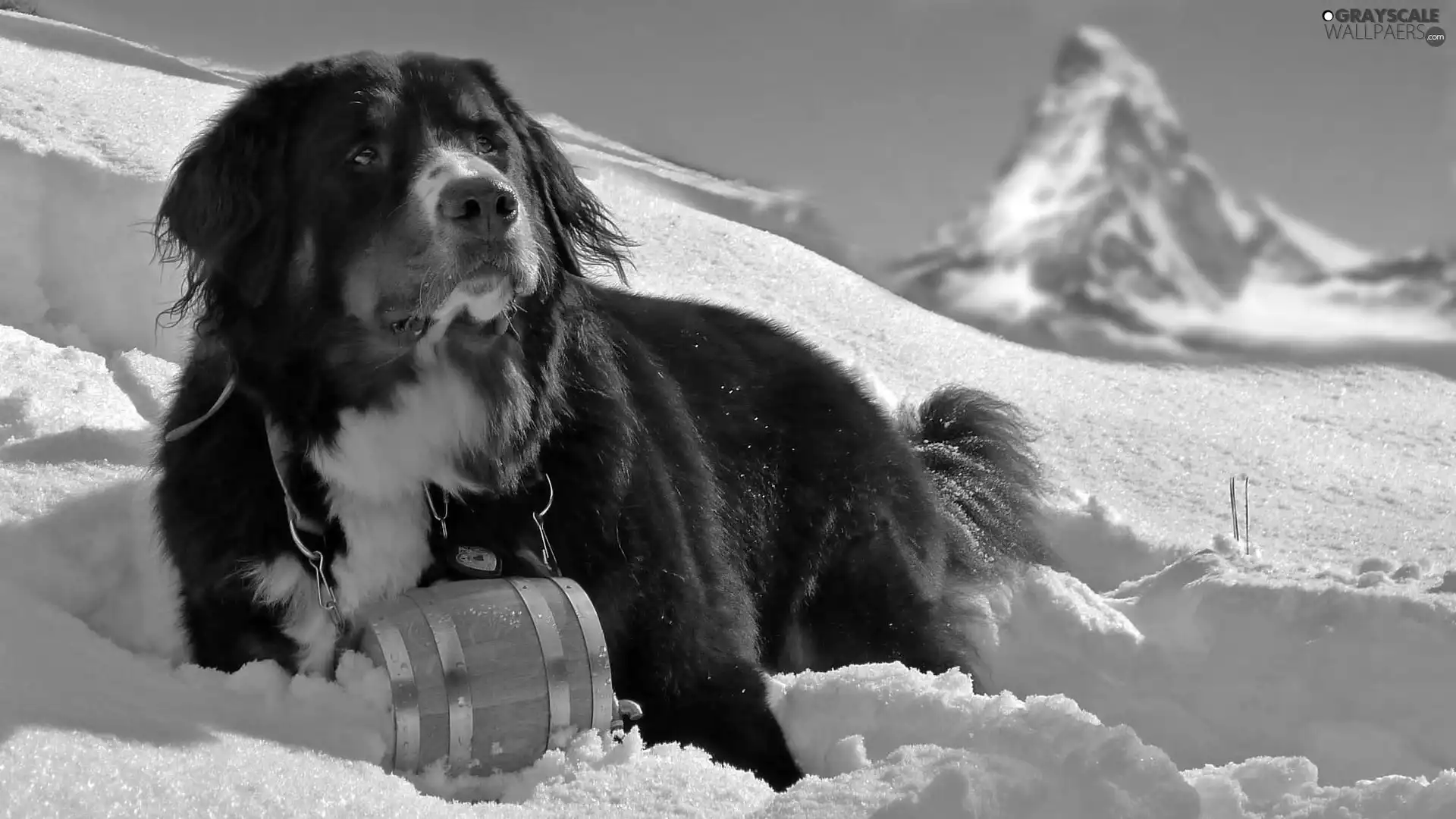 snow, dog, barrel