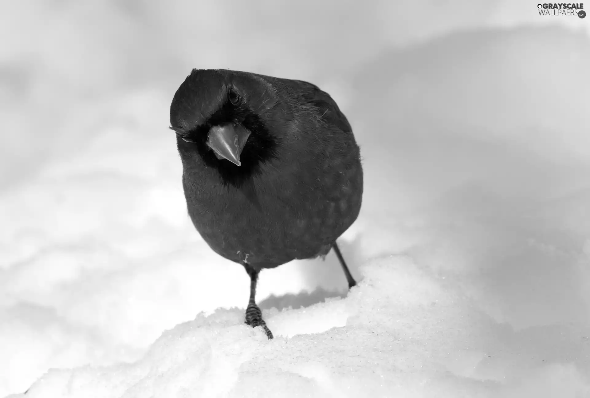 cardinal, snow