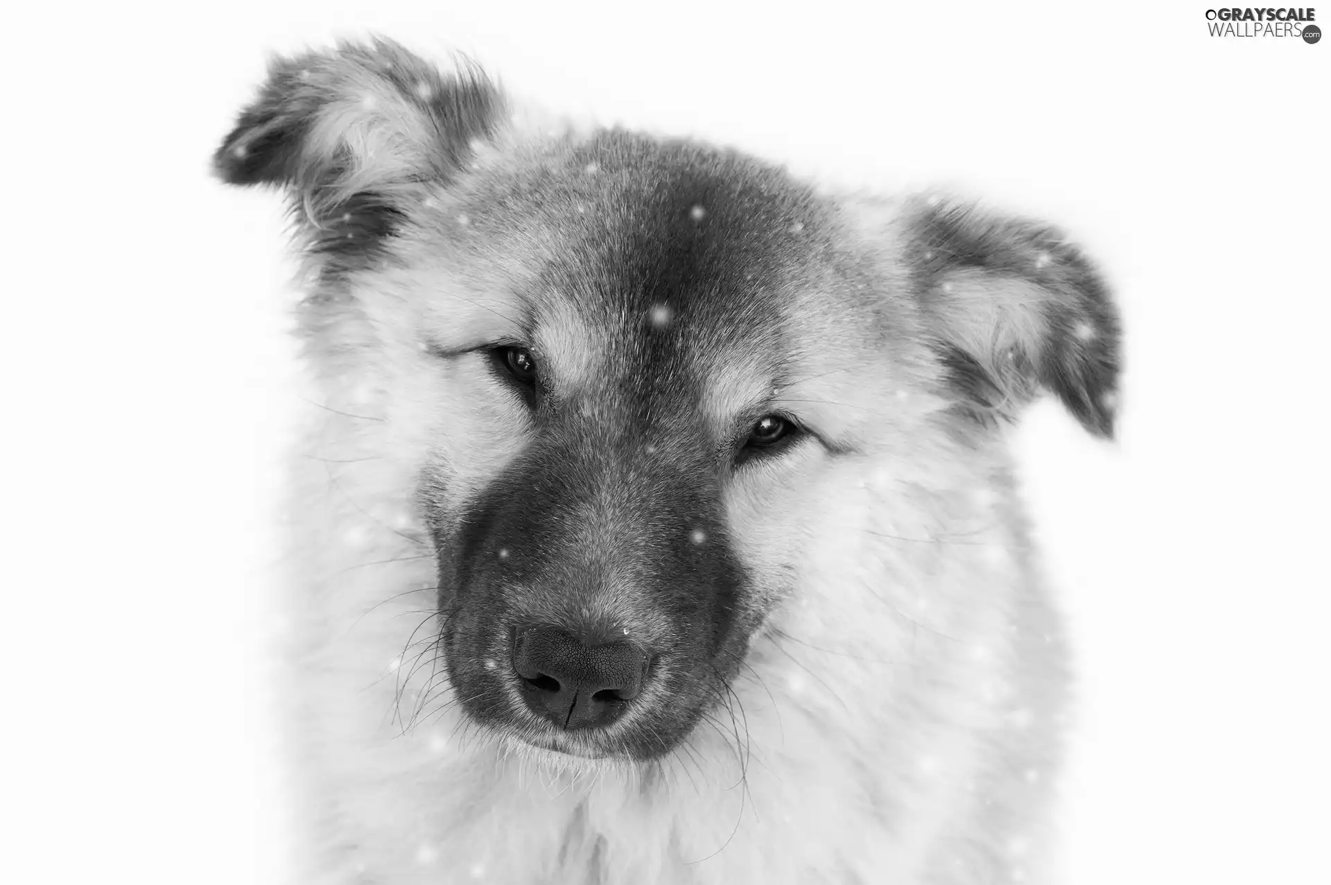 dog, White, background, snow