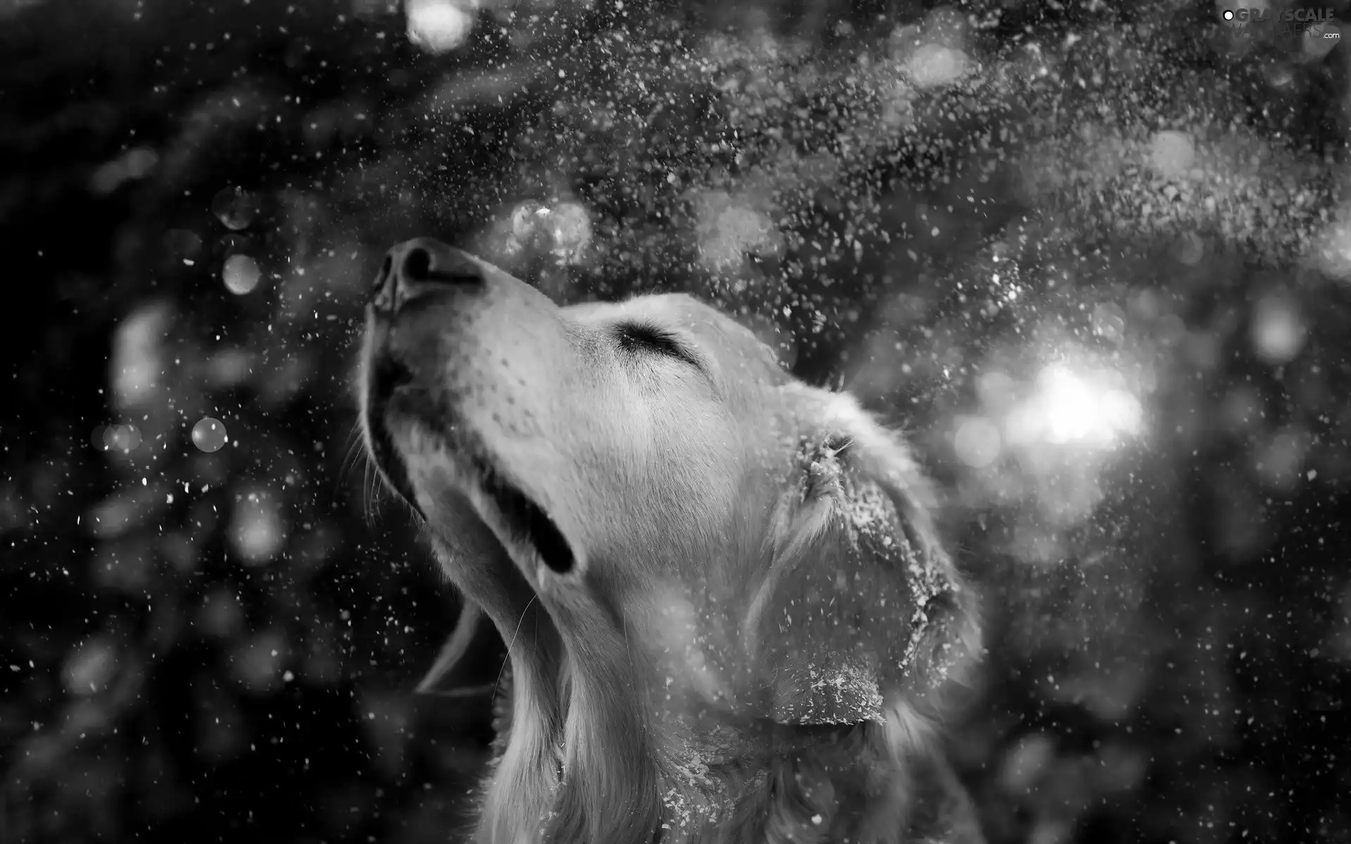 dog, nose, snow, muzzle