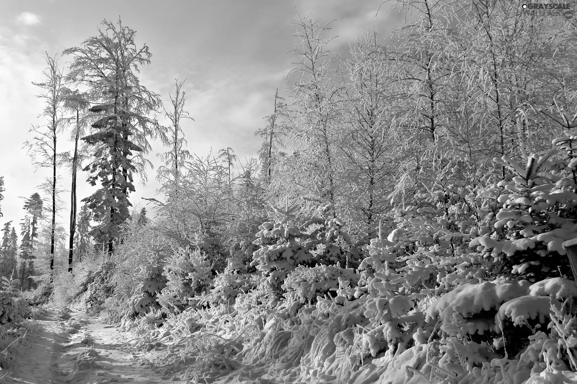 trees, winter, Path, snow, viewes, forest