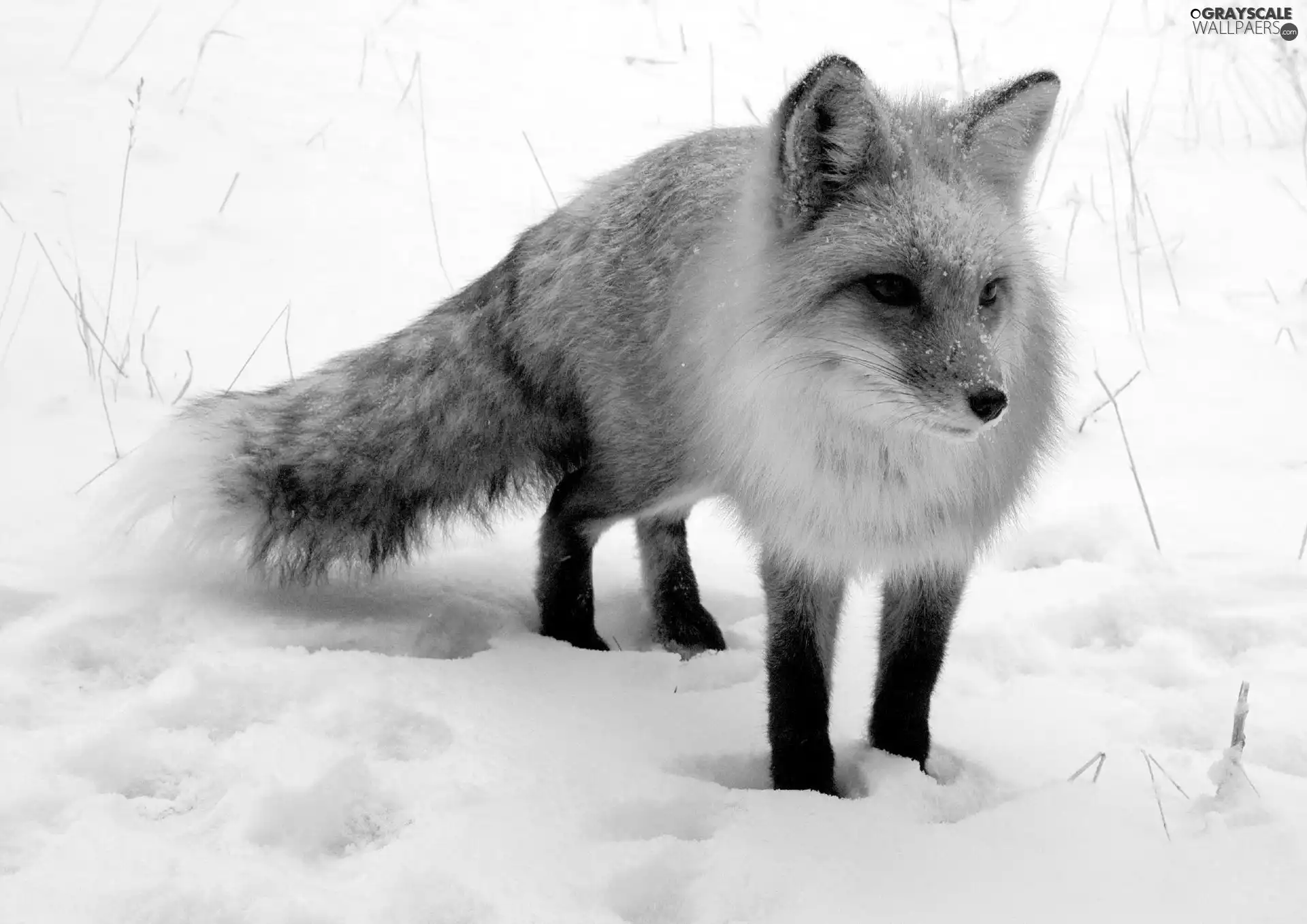 ginger, an, snow, Fox