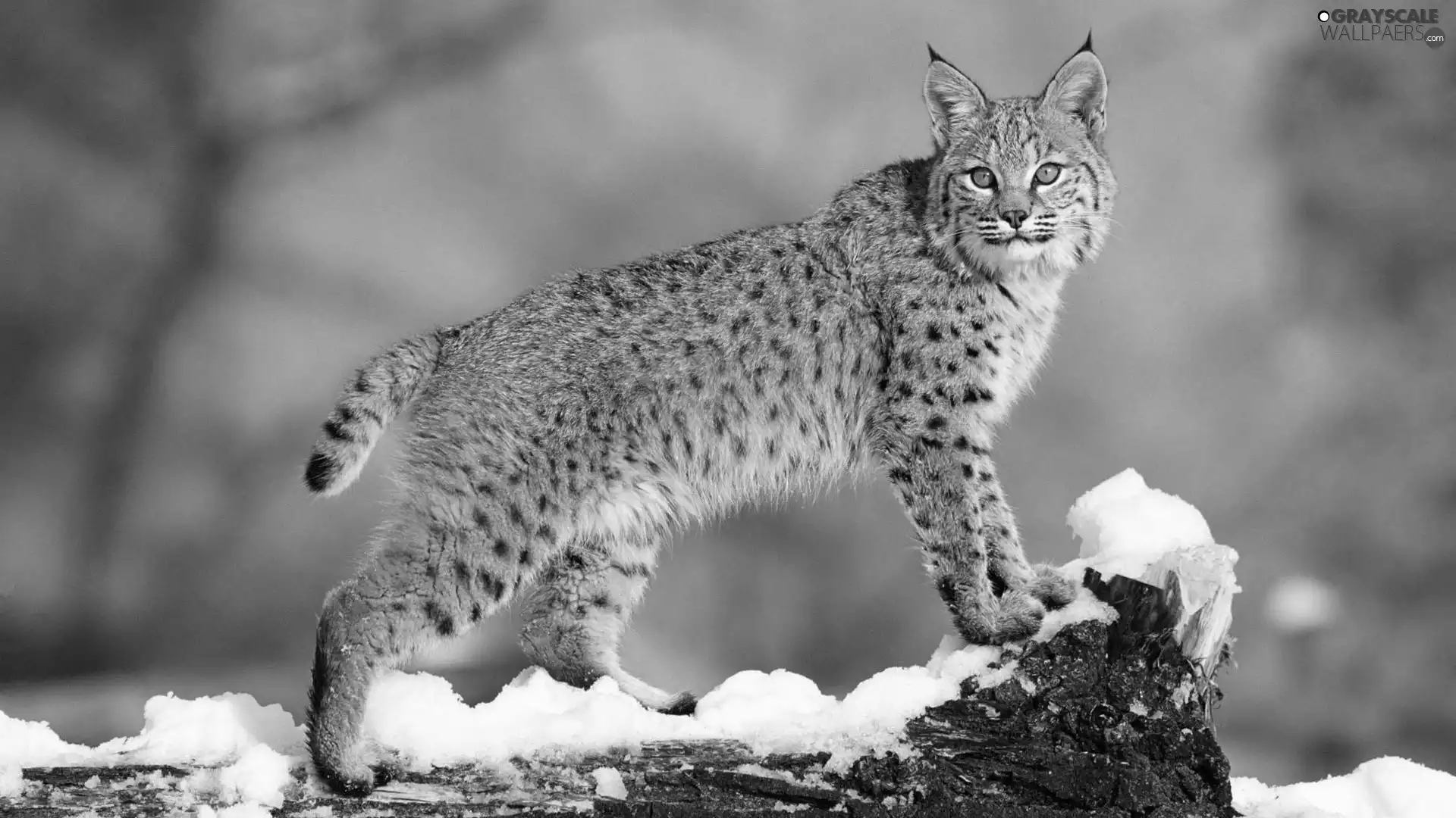 Lynx, snow