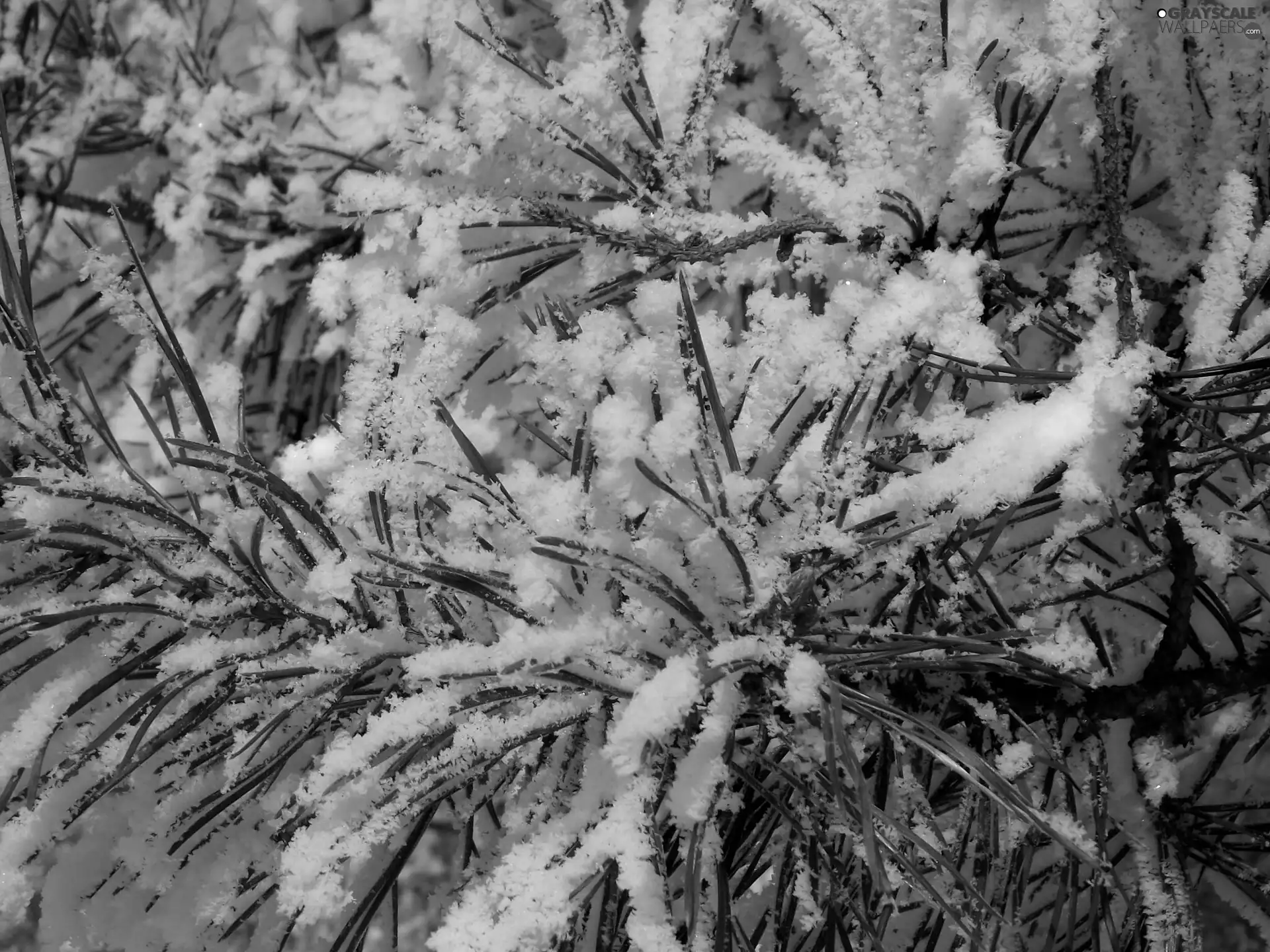 snow, conifer, needle