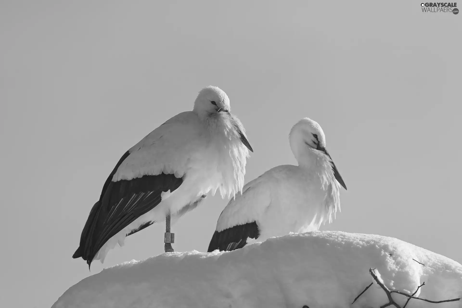 snow, Storks, nest