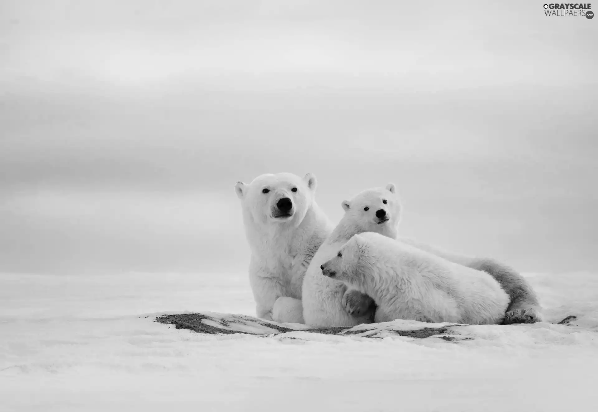 snow, bears, polar