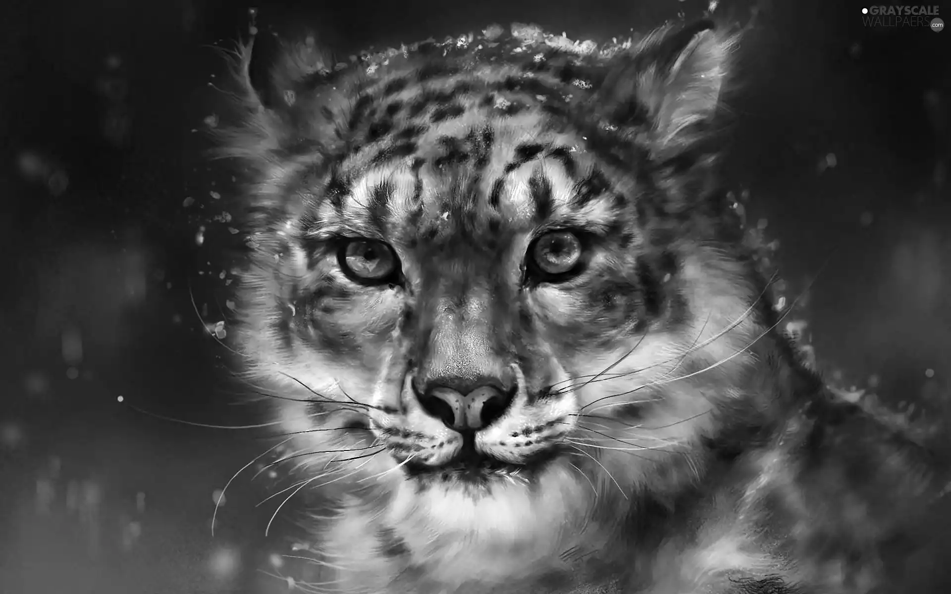 graphics, Panther, snow, snow leopard