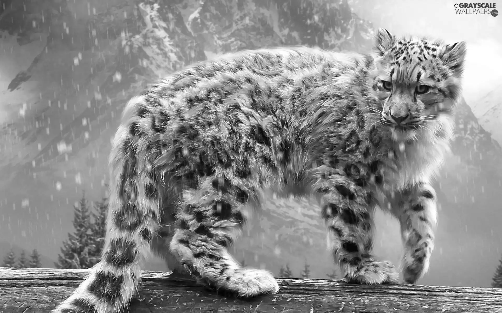 Panther, snow leopard, snow