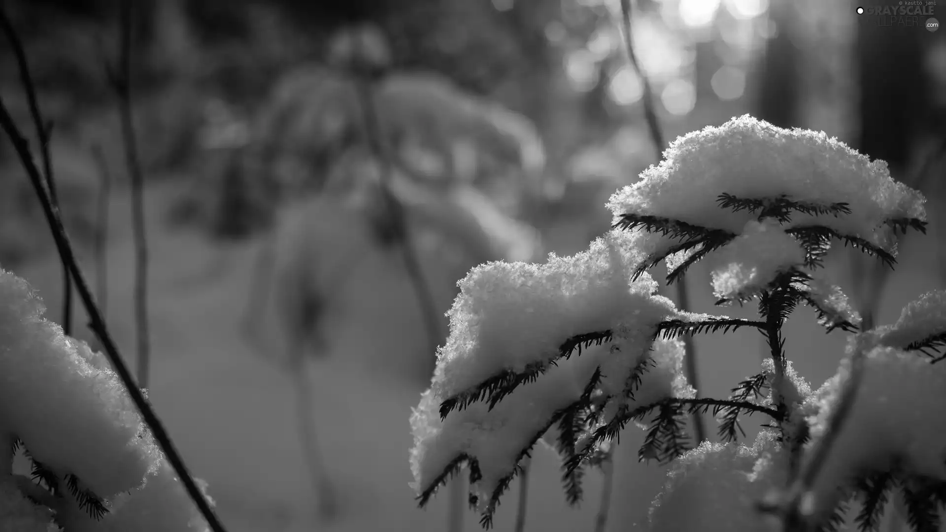 snow, Bush, Twigs