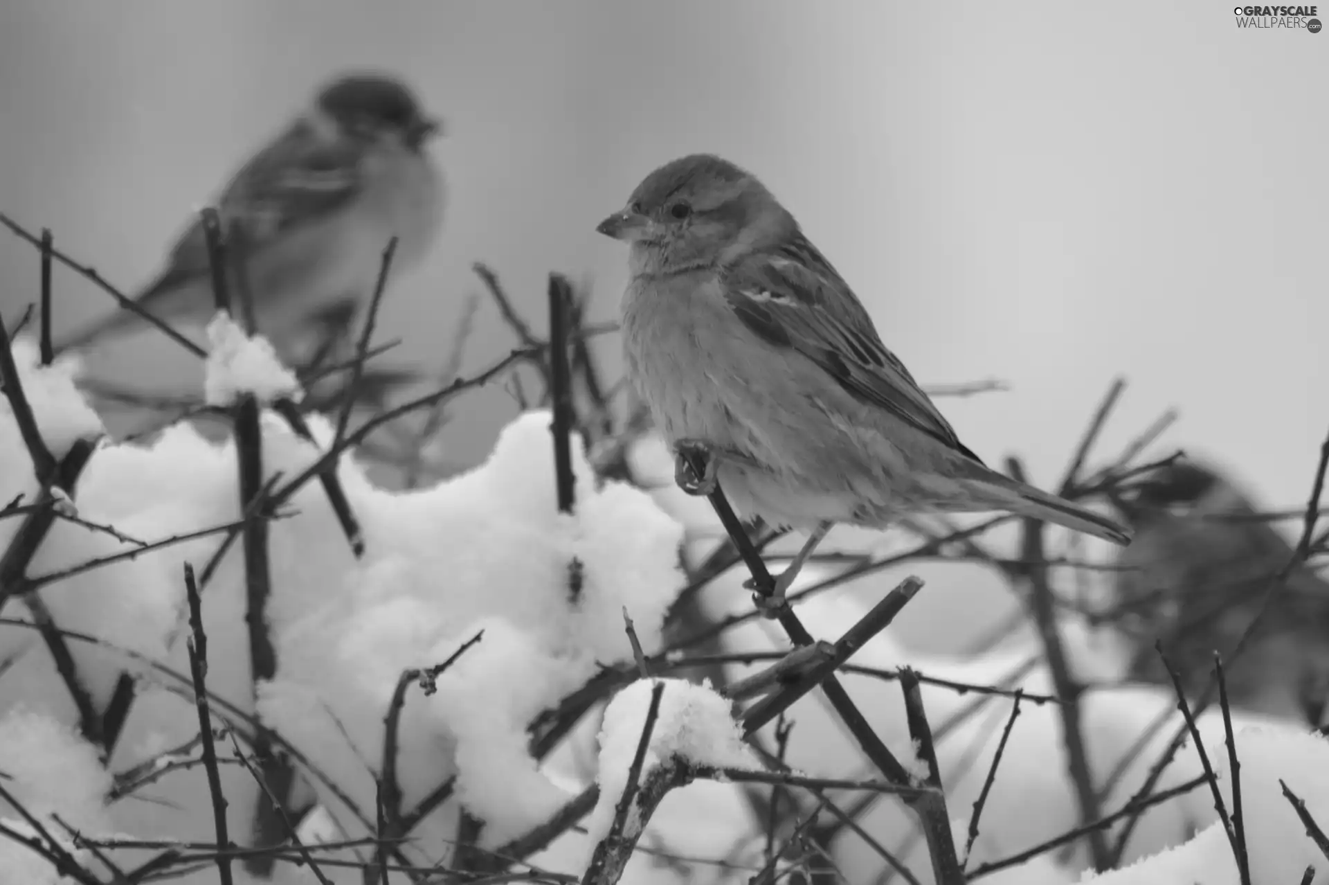 snow, Sparrows, Twigs