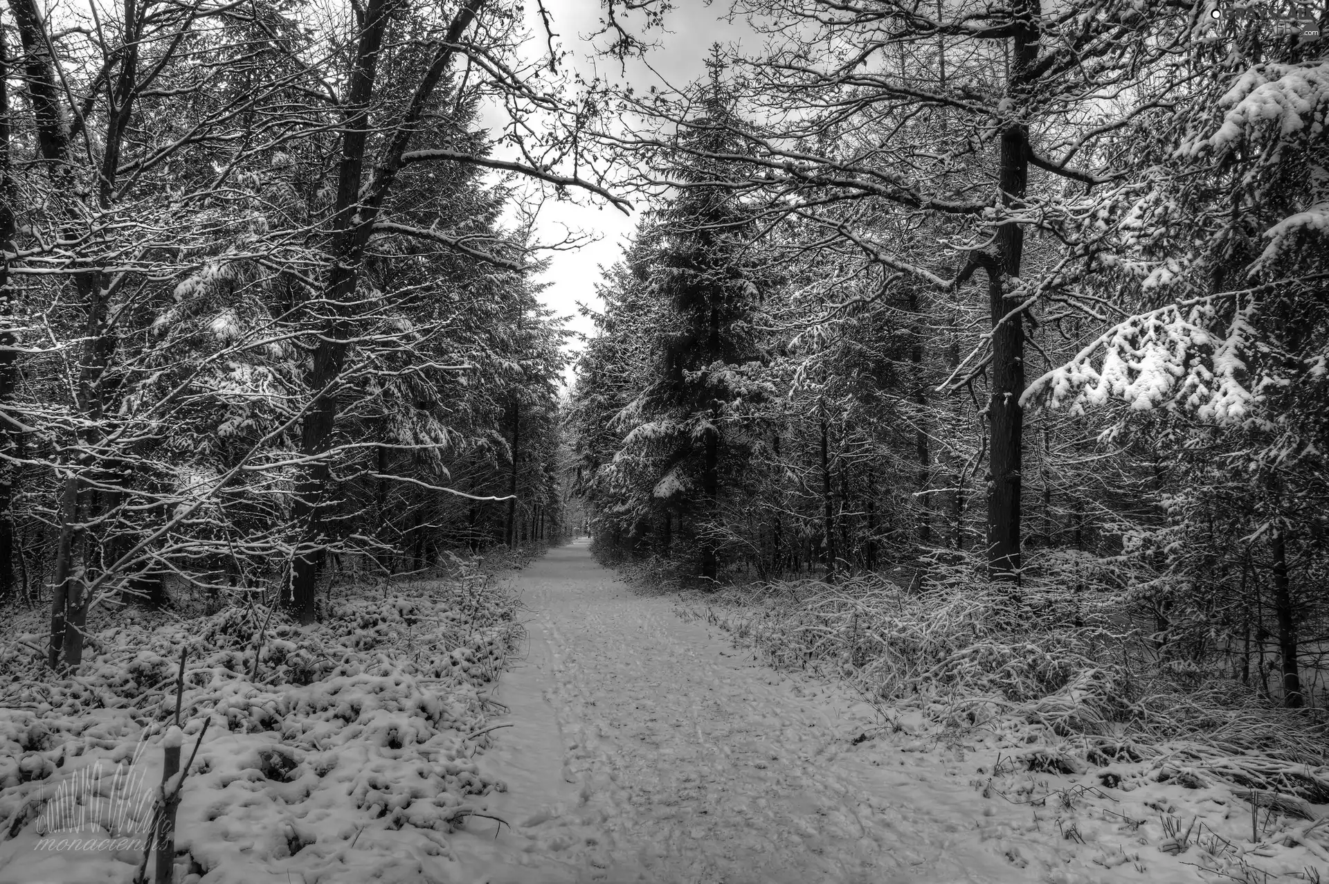 trees, forest, winter, snow, viewes, Way