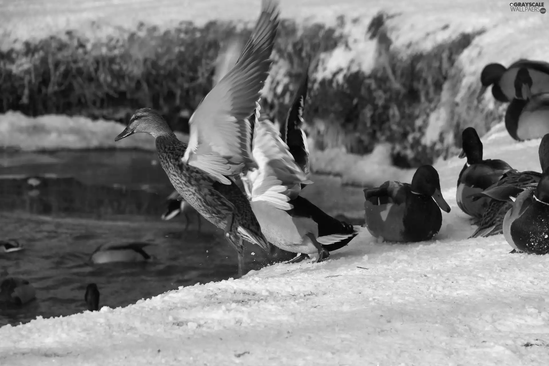 wild, Pond - car, snow, ducks