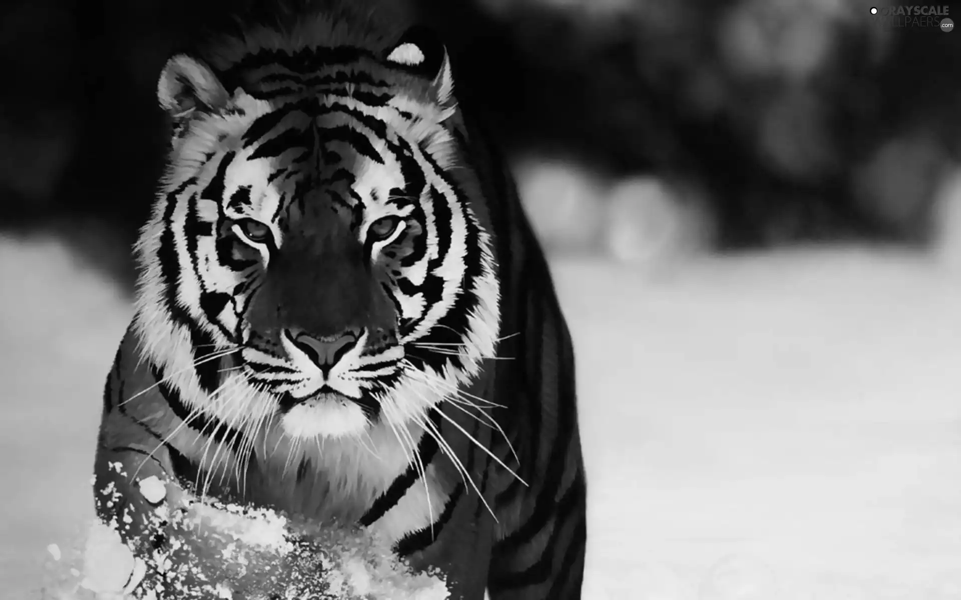 snow, tiger, winter