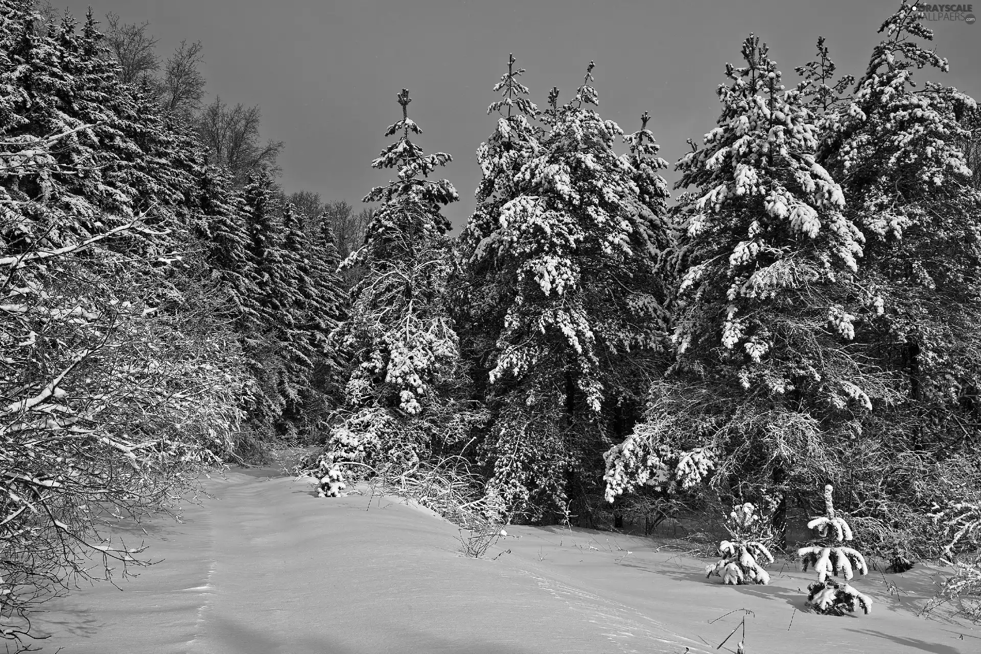 snow, winter, viewes, Spruces, trees