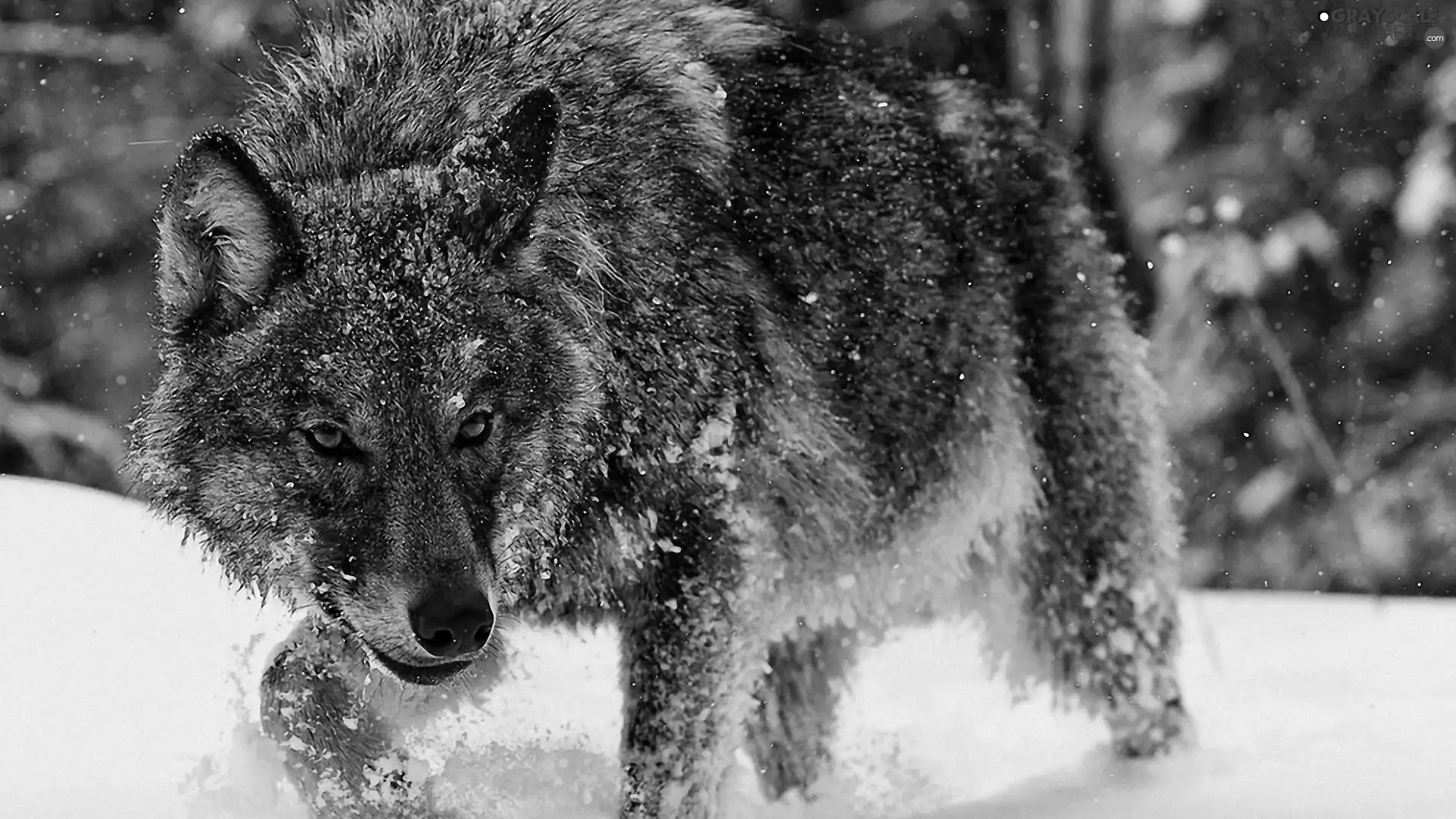 Wolf, snow