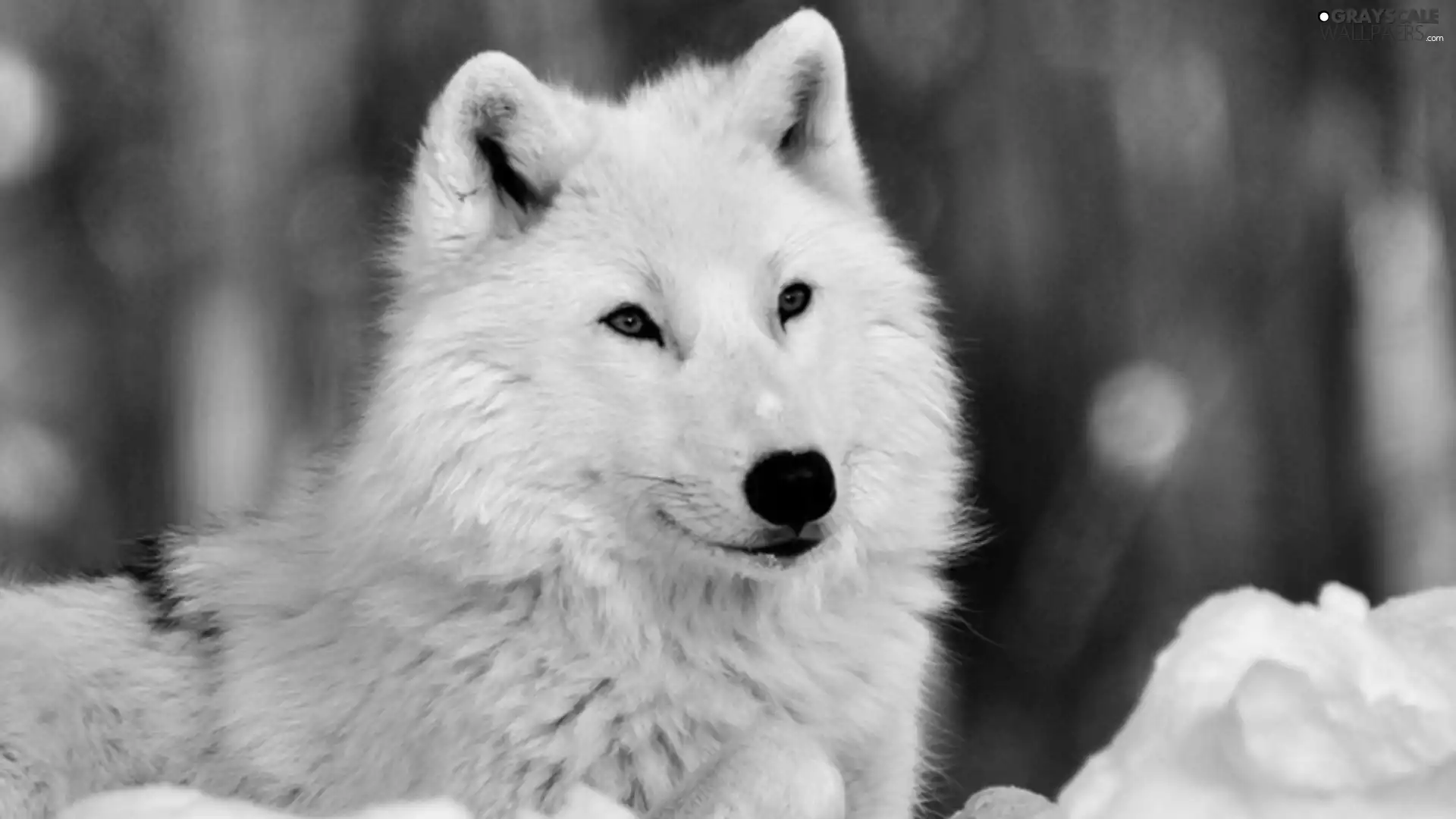 snow, White, Wolf