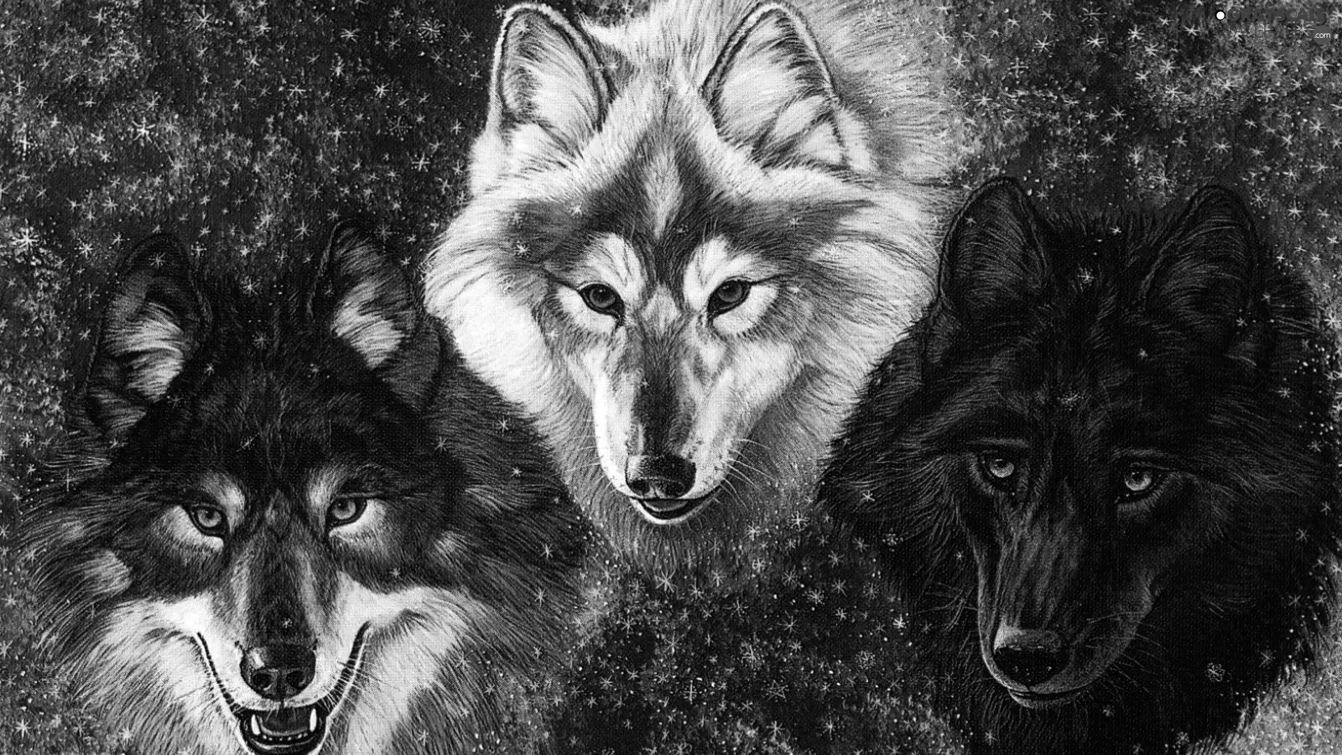 snow, Three, wolves