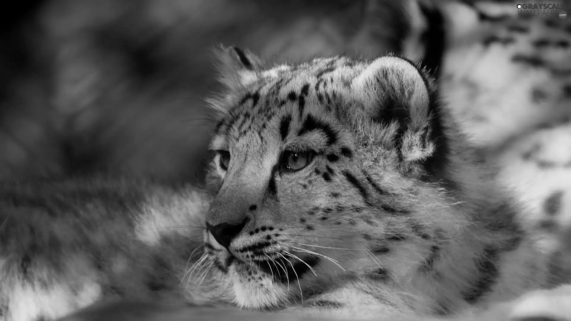 snow leopard, tiger, snowy