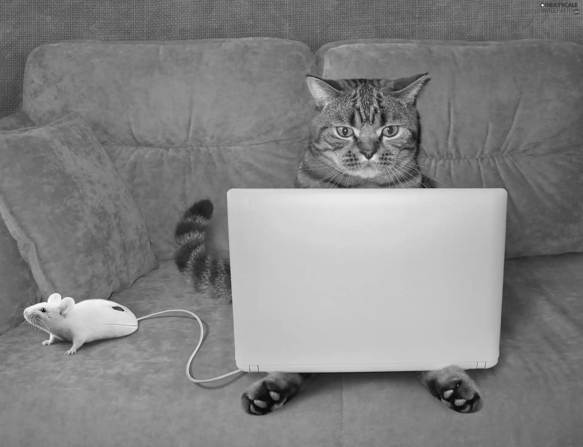Sofa, Funny, laptop, mouse, cat