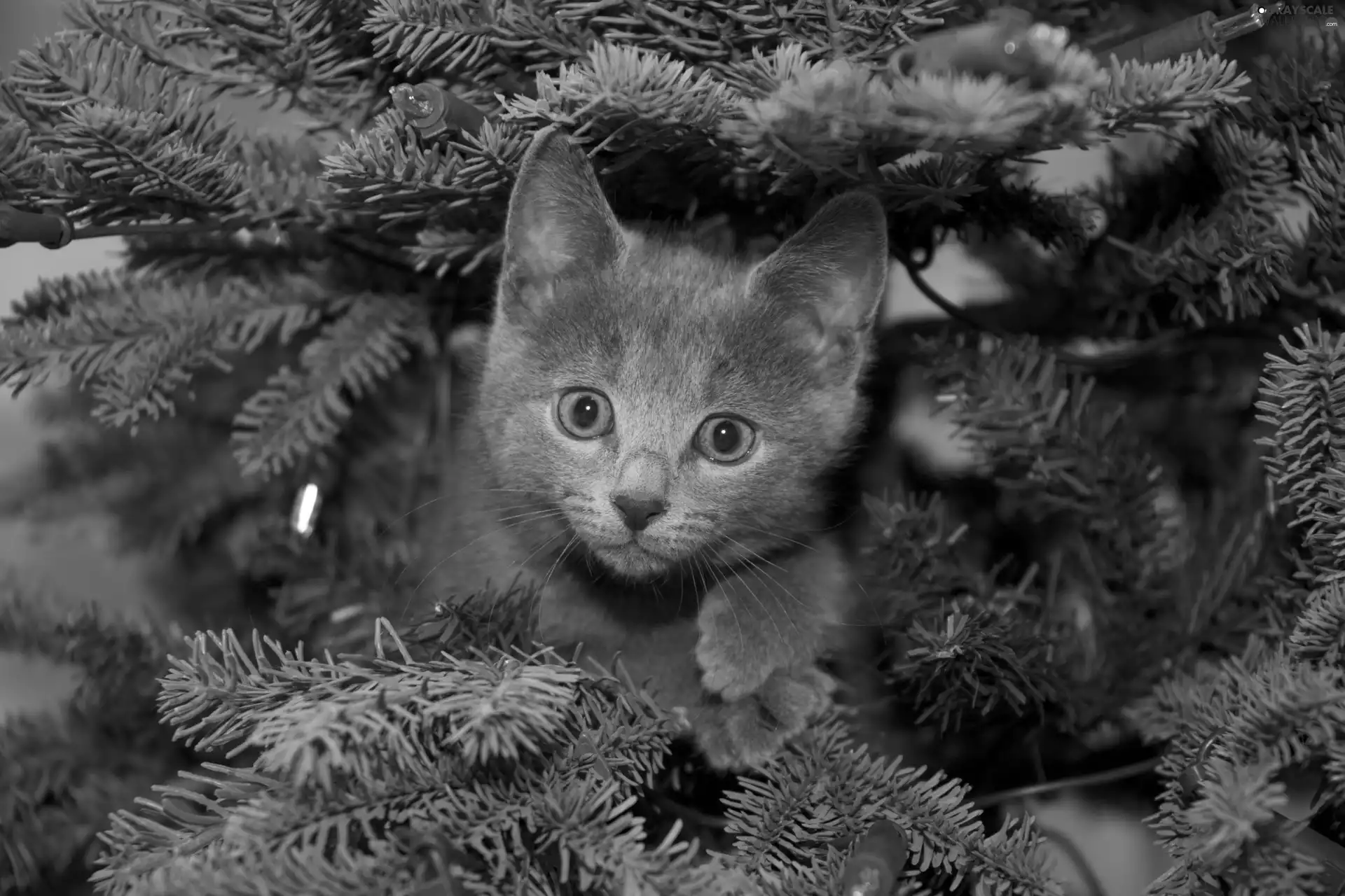 Softwood, trees, Gray, kitten, small