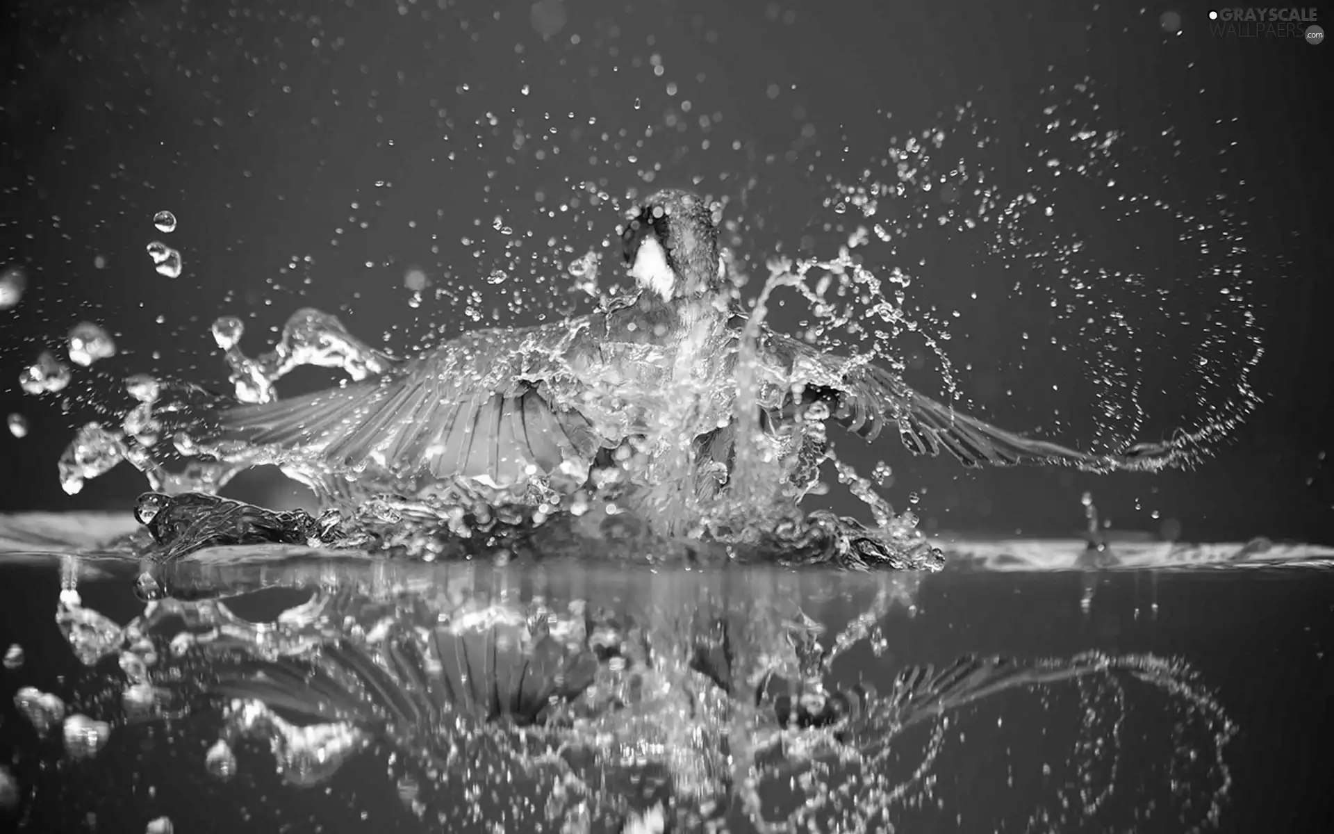 Splash, reflection, fish, water, Bird