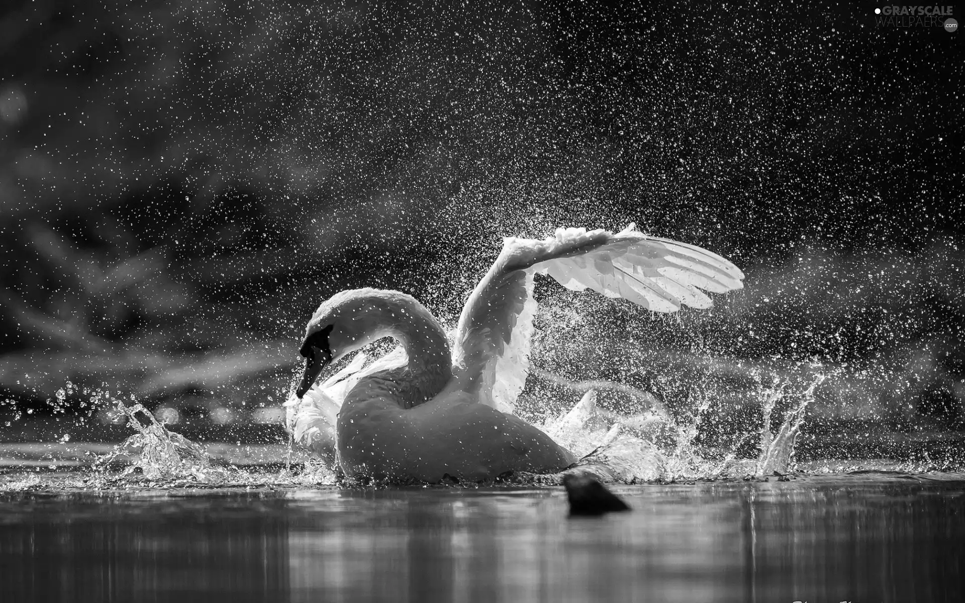 spray, Swans, water