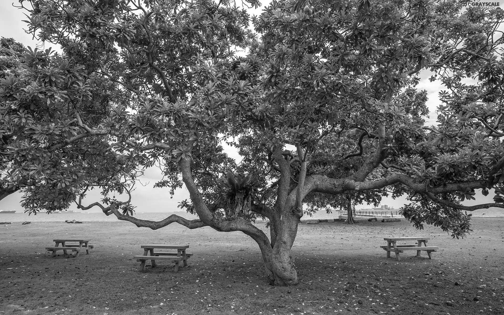 Park, trees, bench, spreading
