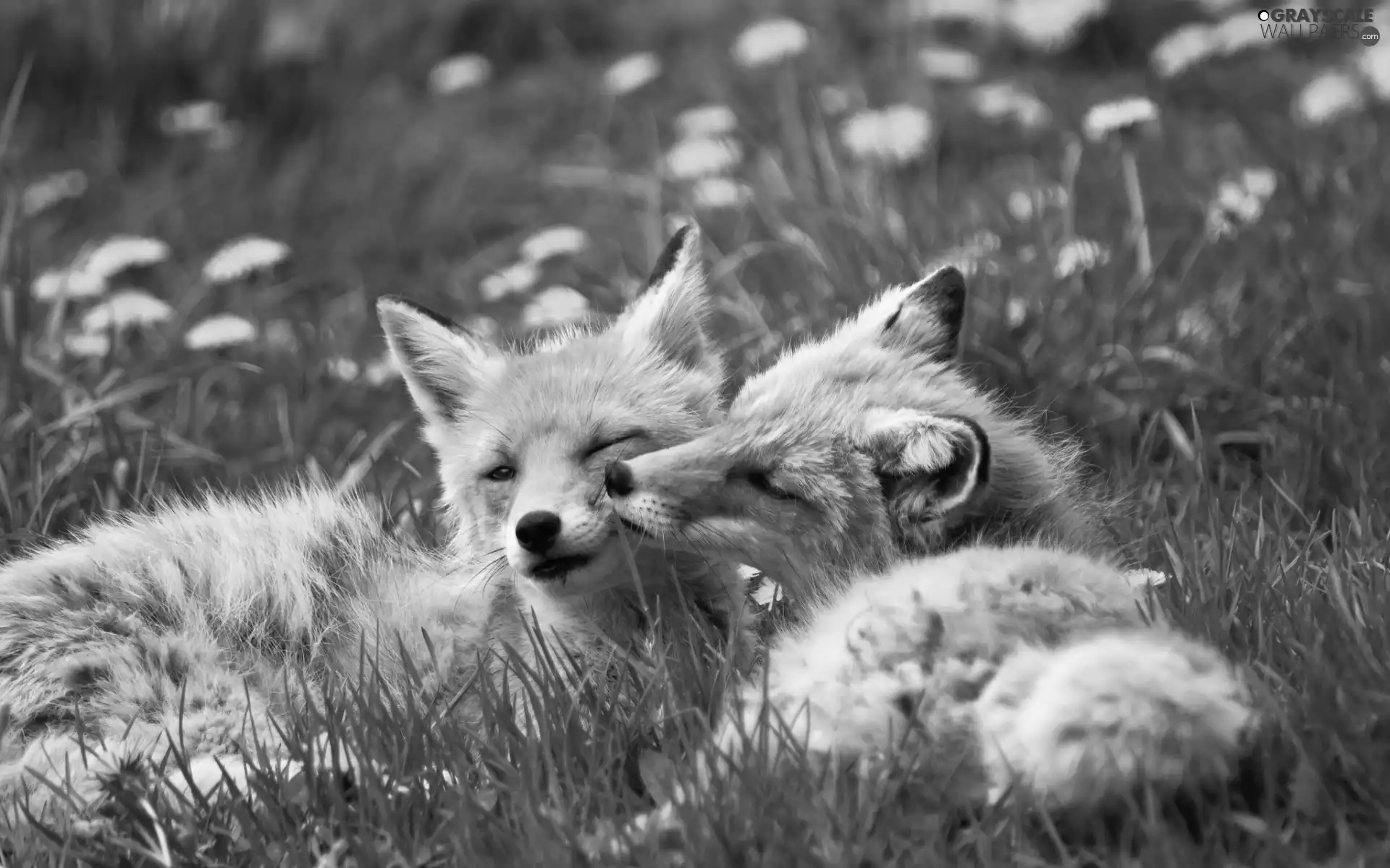 foxes, dandelions, Spring, Meadow