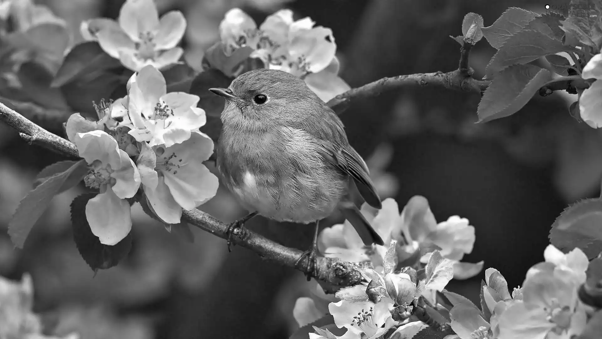 Spring, robin, twig