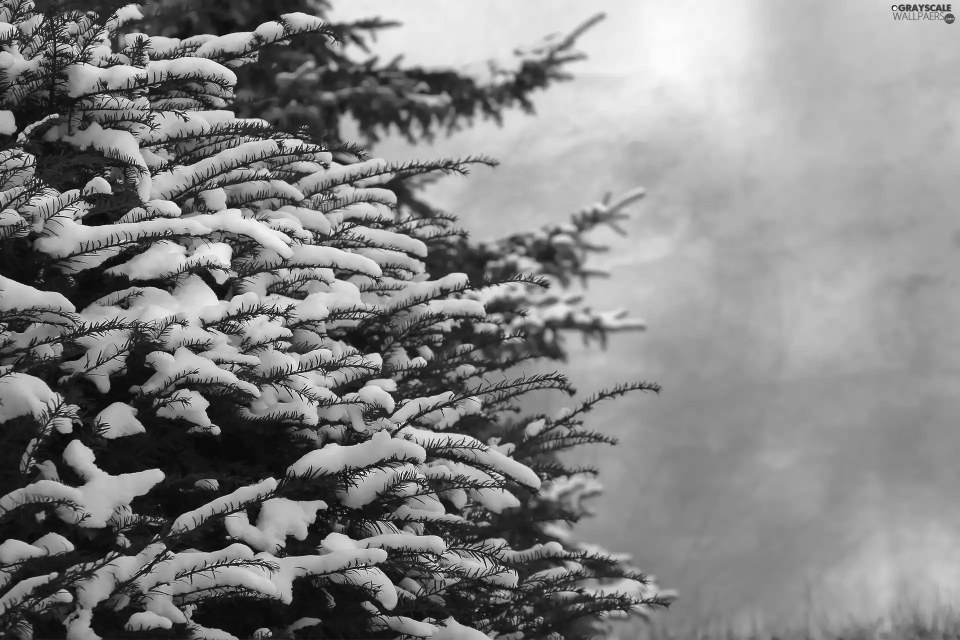 snowy, spruce