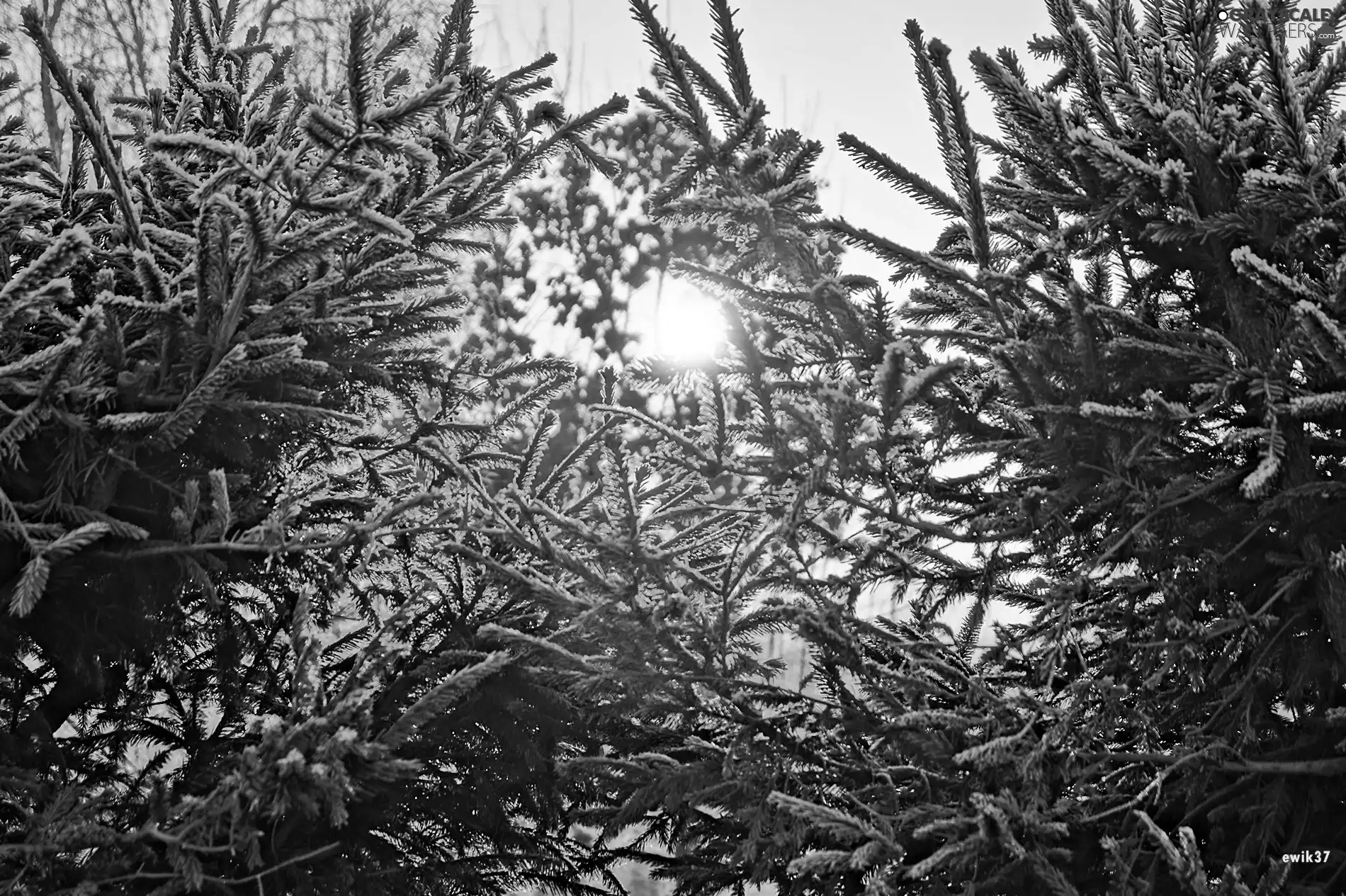 Spruces, winter, sun