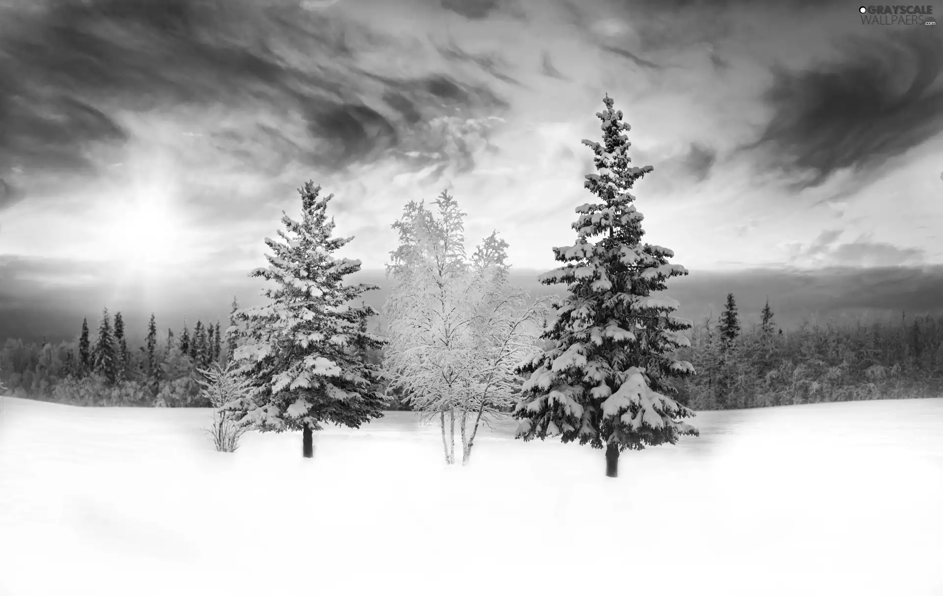 winter, forest, Spruces, snow