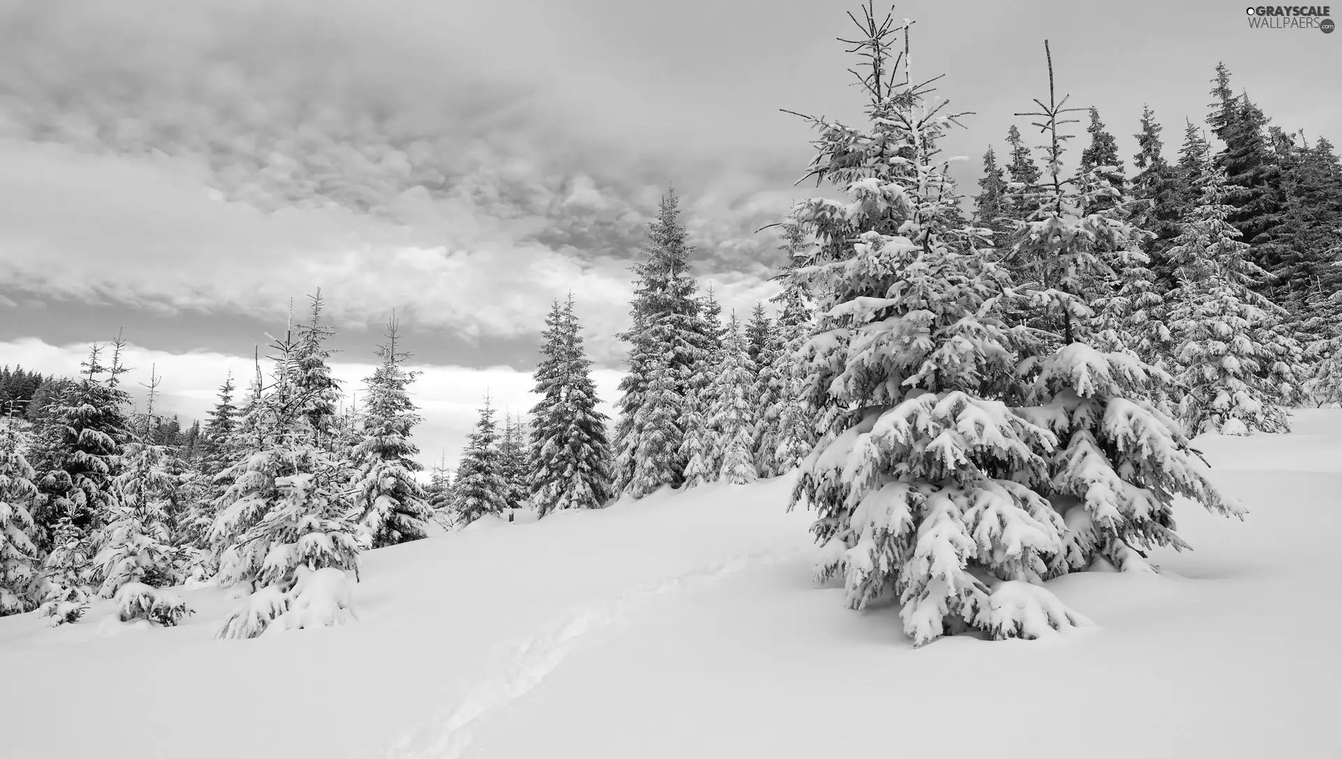 winter, snow, Spruces, Hill