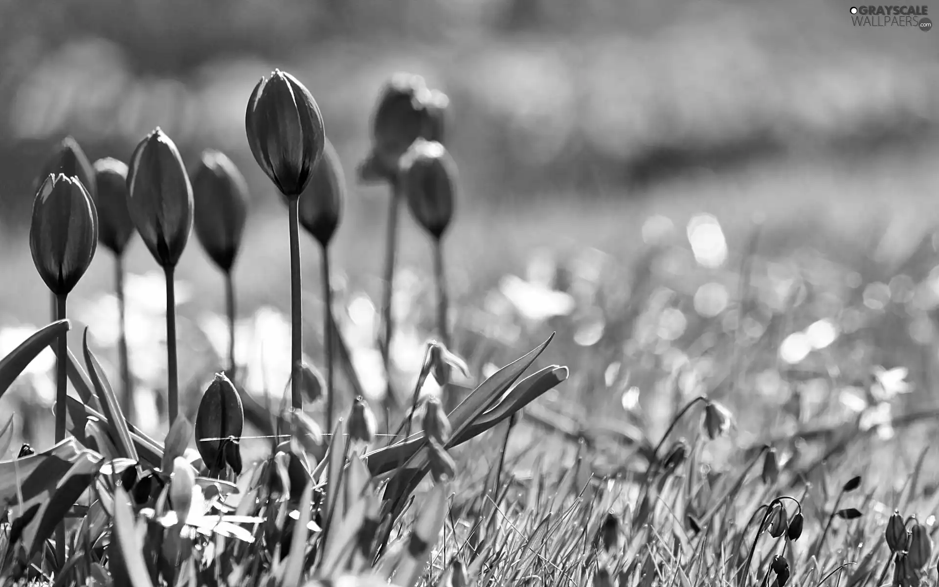 Spring, Tulips, squill, Garden