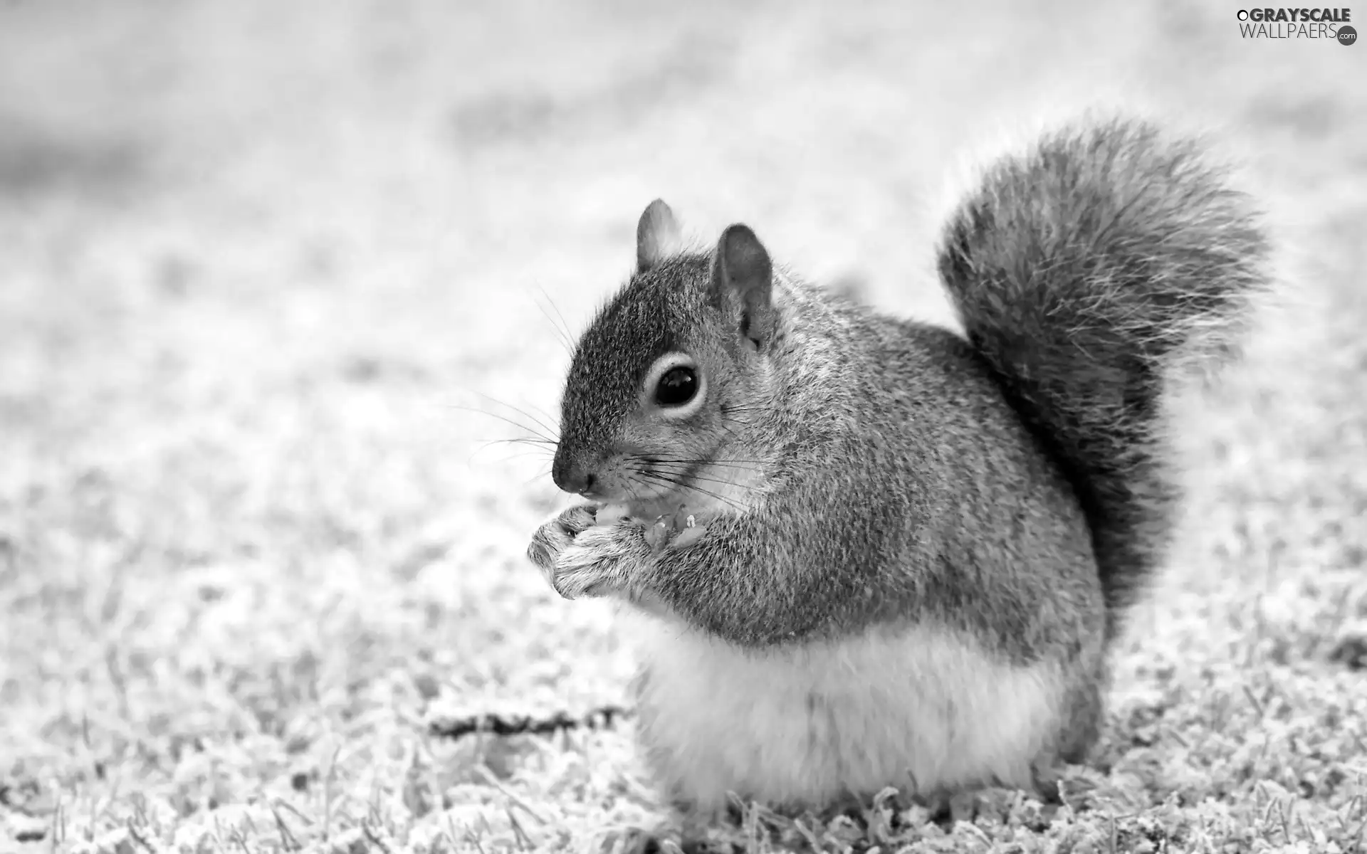 Gray, squirrel