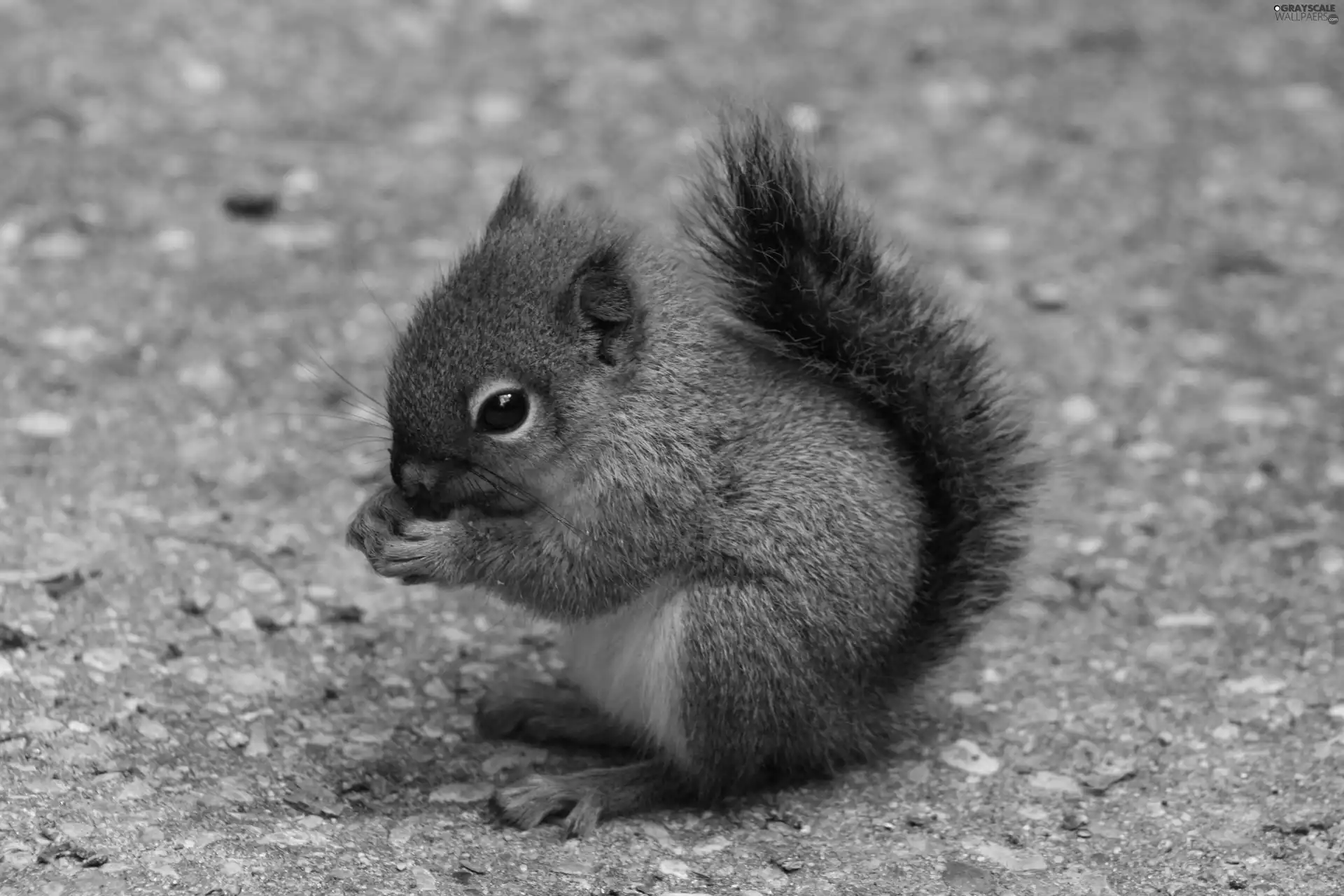 squirrel, lovely, small